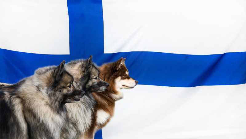 vom Alten Nierstal - Wolfsspitze + Finnischer Lapphund - Lapinkoira